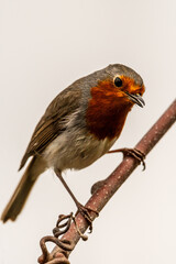 Erithacus rubecula pertenece a la familia de Muscicapidae.