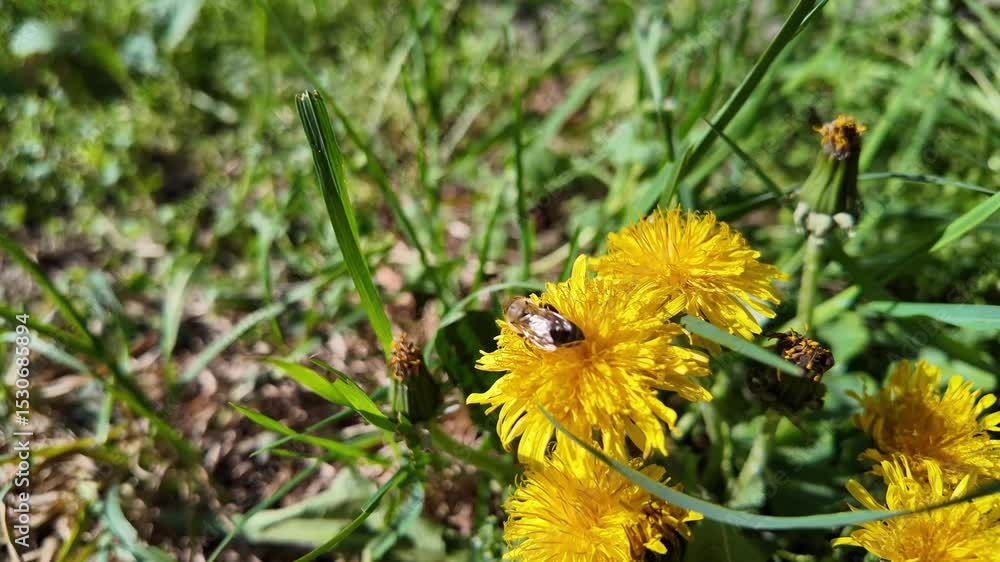 Poster slow motion of a honeybee collecting pollen from a yellow dandelion flower. close-up of a honeybee c