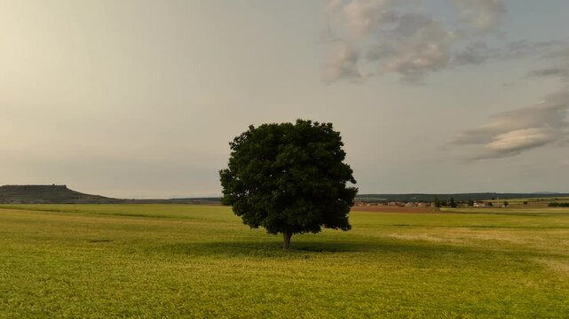 A drone pullback shot with a solitary Holm Oak surroended by wheat fileds in a peaceful rural landscape in Soria, Spain, at the golden hour.