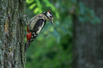 Great Spotted Woodpecker on a tree