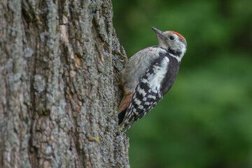 Middle Spotted Woodpecker in the forest