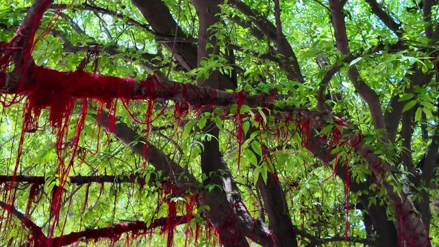 Strings hanged to a tree to make wish in Kantajew Temple, Dinajpur, Bangladesh