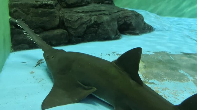 Longnose sawshark resting on the aquarium floor surrounded by vivid underwater scenery.