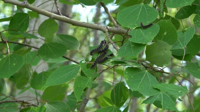 Tent Caterpillars eating leaves of a Poplar tree