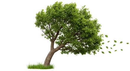 Isolated Windy Tree