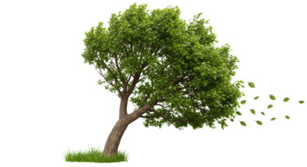 Isolated Windy Tree