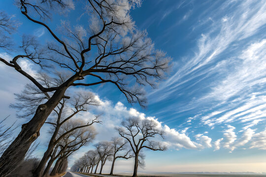 Leafless trees with intertwining branches stretch towards a vibrant blue sky filled with wispy white clouds, capturing the serene beauty of a crisp, clear day in nature