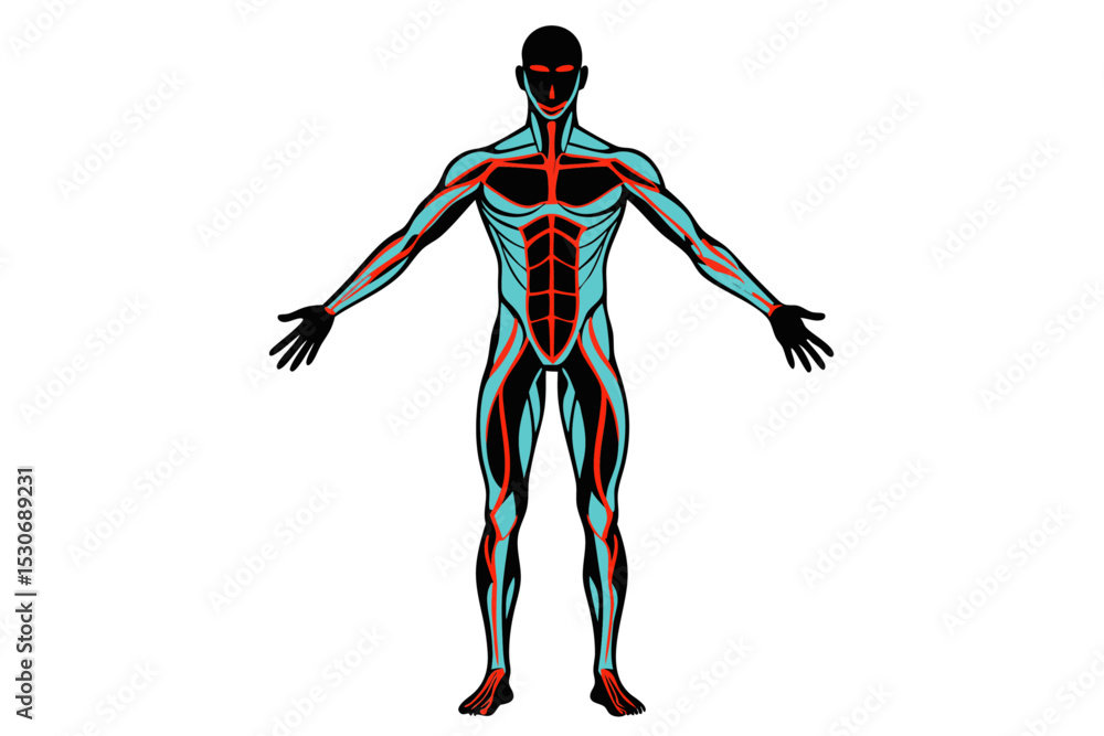 Poster human figure in anatomical pose continuous line drawing isolated on transparent background