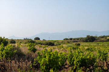 vineyard in france