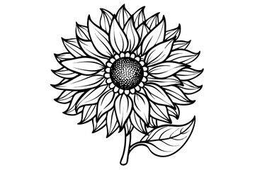Monochrome line art sunflower drawing isolated on transparent background