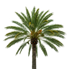 Palm Tree: Lush Tropical Foliage on White Background