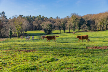Cows grazing in a green pasture