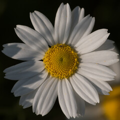SUMMER LANDSCAPE - Blooming chamomile flowers in the field