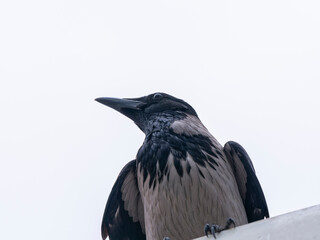 A lone crow in the forest