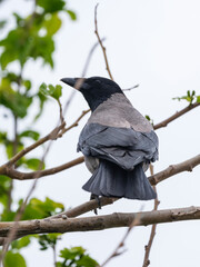 A lone crow in the forest