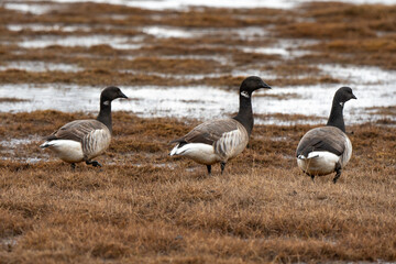 Bernache nonnette, Branta leucopsis, Barnacle Goose, Longyearbyen, Spitzberg, Svalbard, Norvège