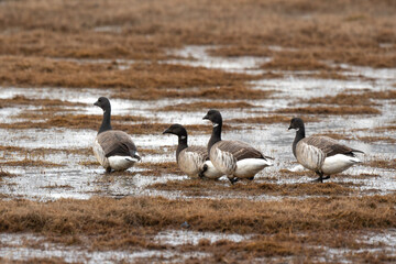 Bernache nonnette, Branta leucopsis, Barnacle Goose, Longyearbyen, Spitzberg, Svalbard, Norvège