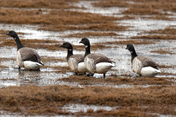 Bernache nonnette, 
Branta leucopsis, Barnacle Goose, Longyearbyen, Spitzberg, Svalbard, Norvège