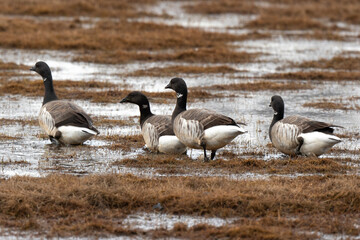 Bernache nonnette, Branta leucopsis, Barnacle Goose, Longyearbyen, Spitzberg, Svalbard, Norvège