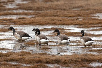 Bernache nonnette, Branta leucopsis, Barnacle Goose, Longyearbyen, Spitzberg, Svalbard, Norvège