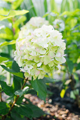 Panicle Hydrangea Bonfaire with Garden Backdrop