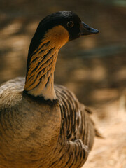cute goose in the pond