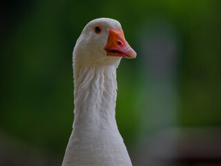 cute goose in the nature