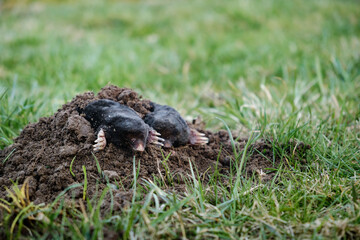 Two mole crawling out of molehill above ground. Strong front paws used for digging runs underground. Mole trapping, pest control. Underground creatures damage lawn. Europaea talpa. High quality photo.