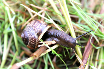 snail crawling on grass
