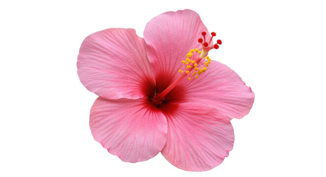 Isolated Pink Hibiscus Flower