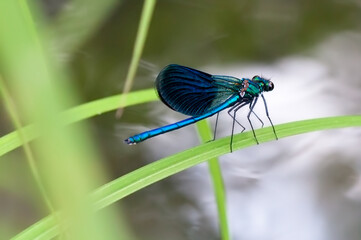 Banded demoiselle resting on grass – macro shot of Calopteryx splendens