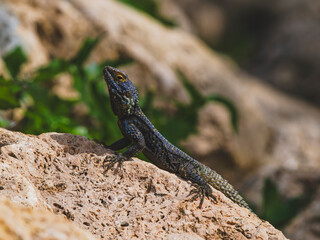 a beautiful lizard on the rock