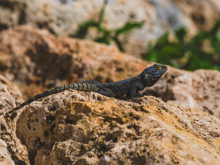 a beautiful lizard on the rock
