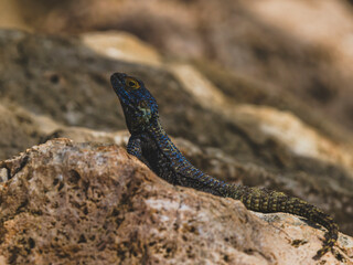 a beautiful lizard on the rock