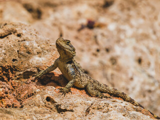 a beautiful lizard on the rock