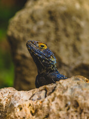 a beautiful lizard on the rock