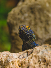 a beautiful lizard on the rock