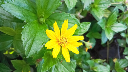 yellow flower in the garden