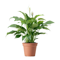 Fototapeta premium Peace Lily In Pot On White Background. Elegant Indoor Plant.