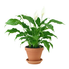 Fototapeta premium Peace Lily In Pot, On A White Background. Perfect For Adding A Touch Of Nature To Any Project.