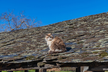 Cat sitting on a roof