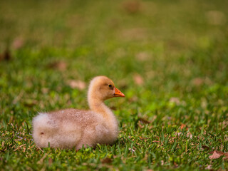Cute gosling by the lake