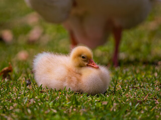 Cute gosling by the lake