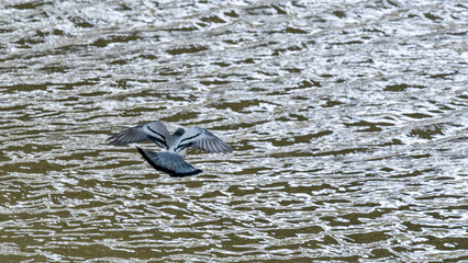 A pigeon flying over the lake