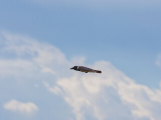 A crow flying in the sky