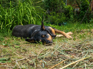 Peaceful Black and Tan Dog Napping Outdoors