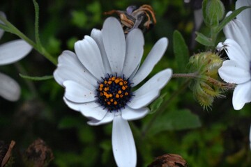 Close-up of Cape marigold flower (Caléndula del Cabo) partially closed at sunset