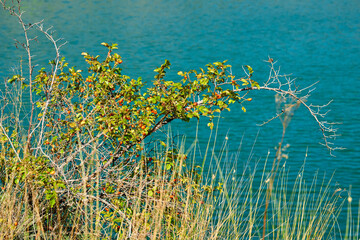 Red healthy rose hips for tea and tincture,quarry lake, emerald radon water