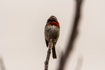 Erithacus rubecula pertenece a la familia de Muscicapidae.