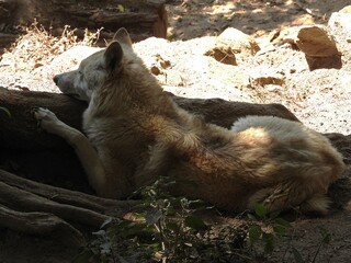 Resting Wolf